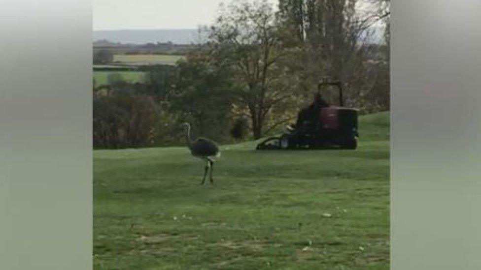 Linford has been seen on the Evesham Golf Club