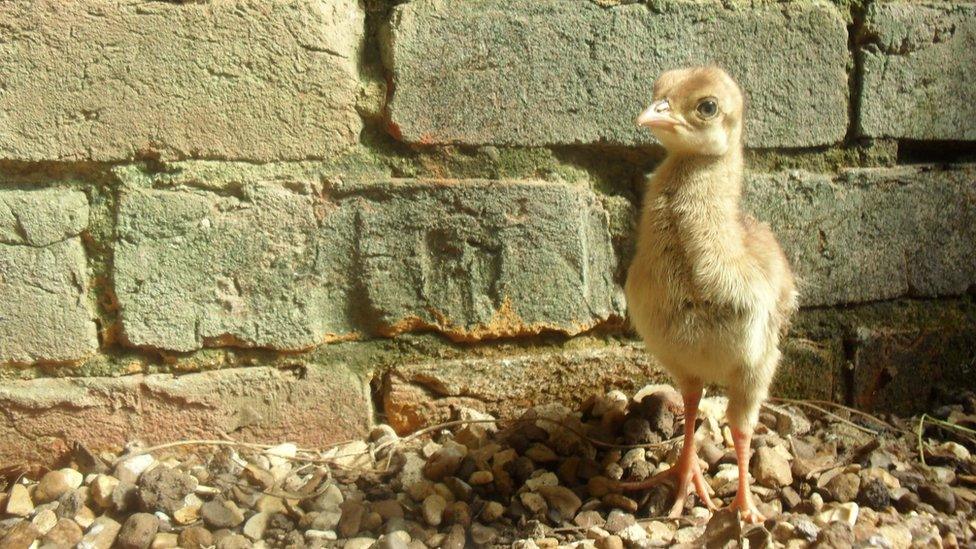 Warwick Castle peachicks