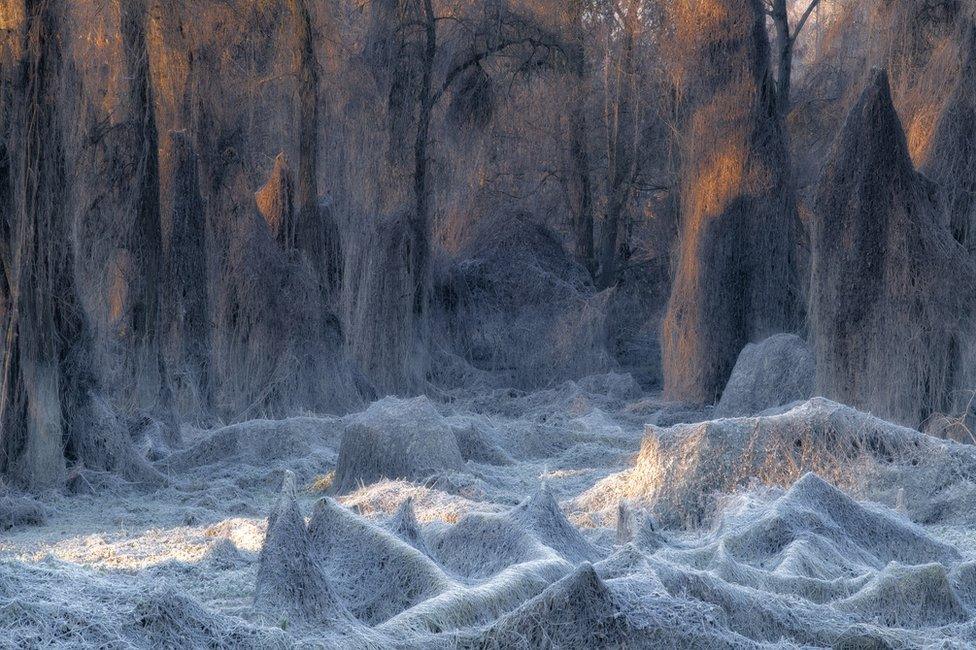 A view of a forest