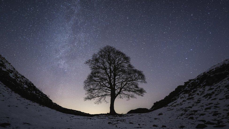 The tree photographed with snow on the ground and stars in the night sky