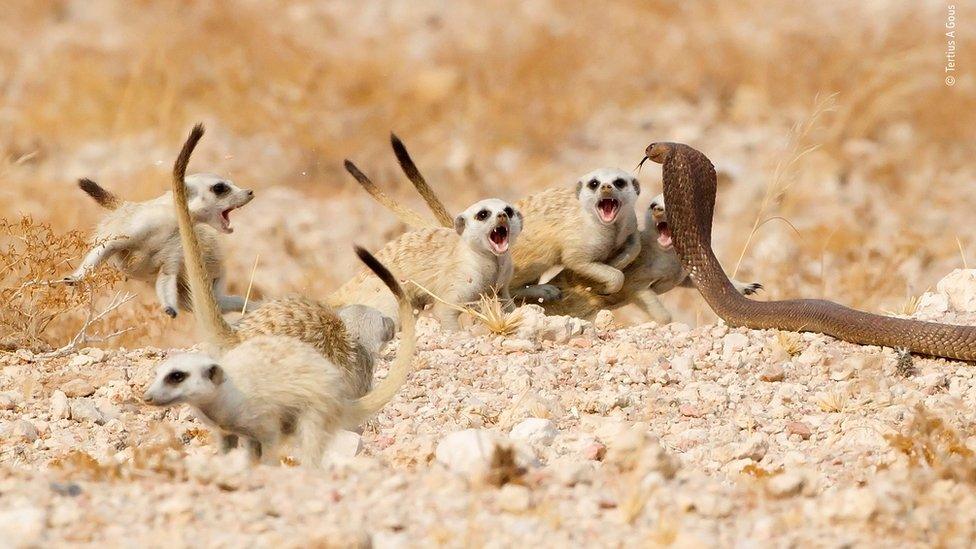 Snake hissing at Meerkat