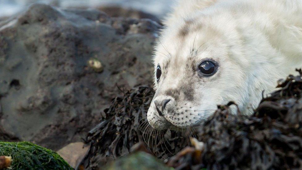 A seal at Marloes peninsula