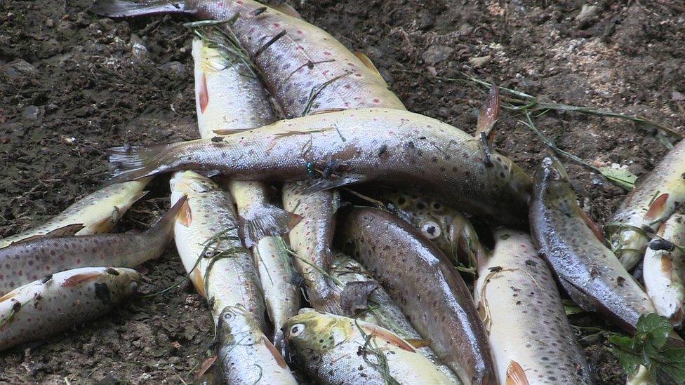 Dead fish near the Torrent river