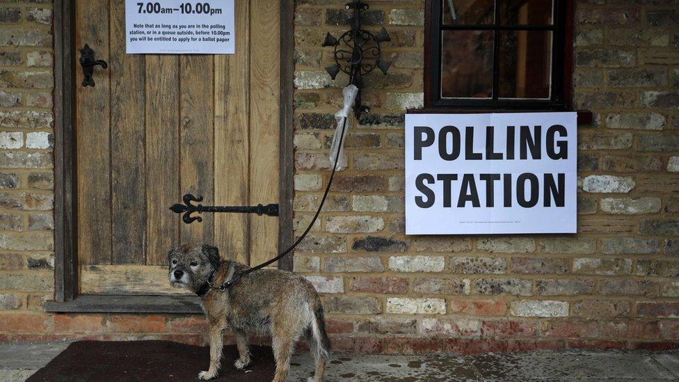 Dog outside polling station