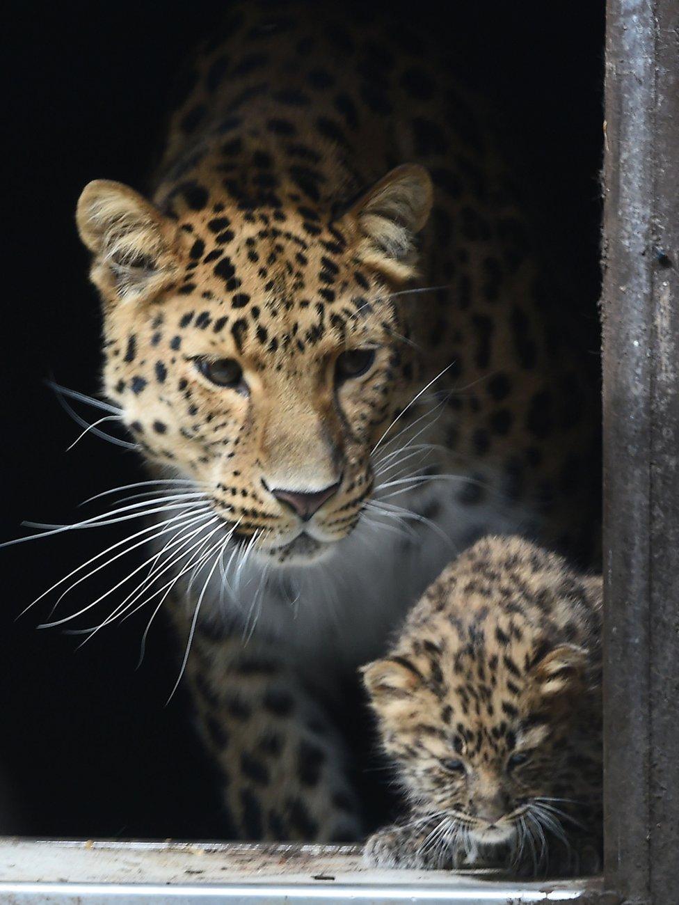 Baby Amur leopard with its mother