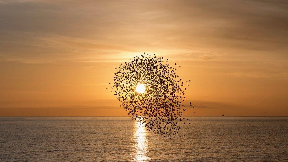 Flock of birds flying into sunset