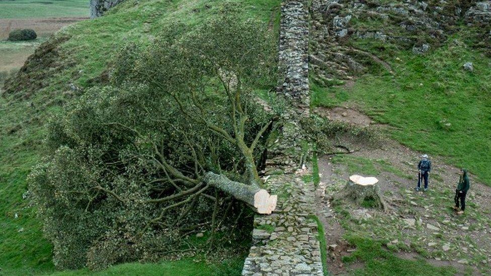 Sycamore Gap tree felled