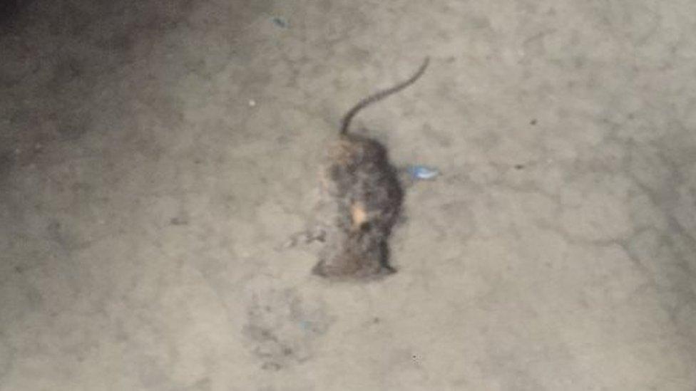 Dead mouse