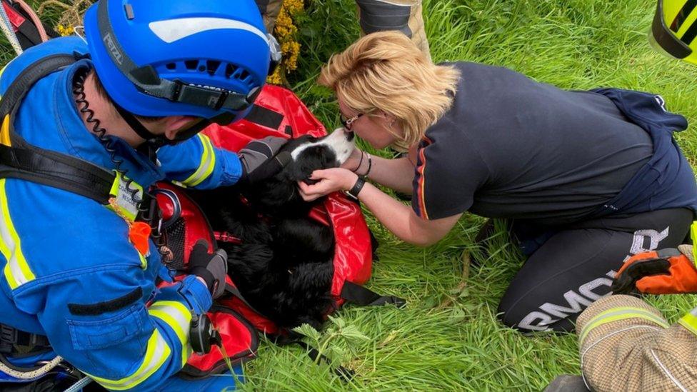 Bailey after rescue