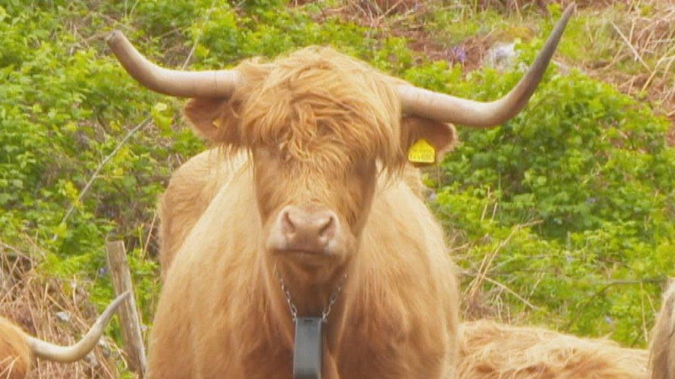 Cow with a collar