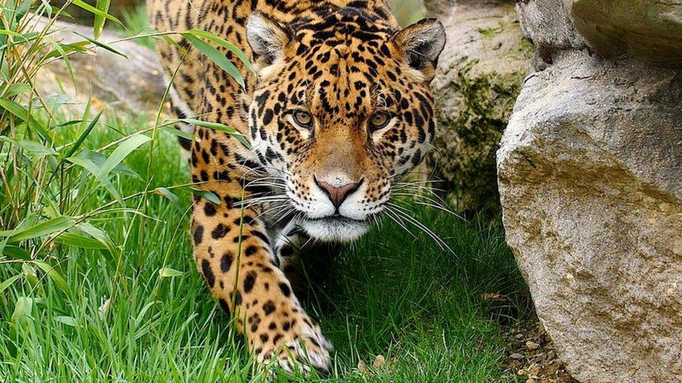 Jaguar