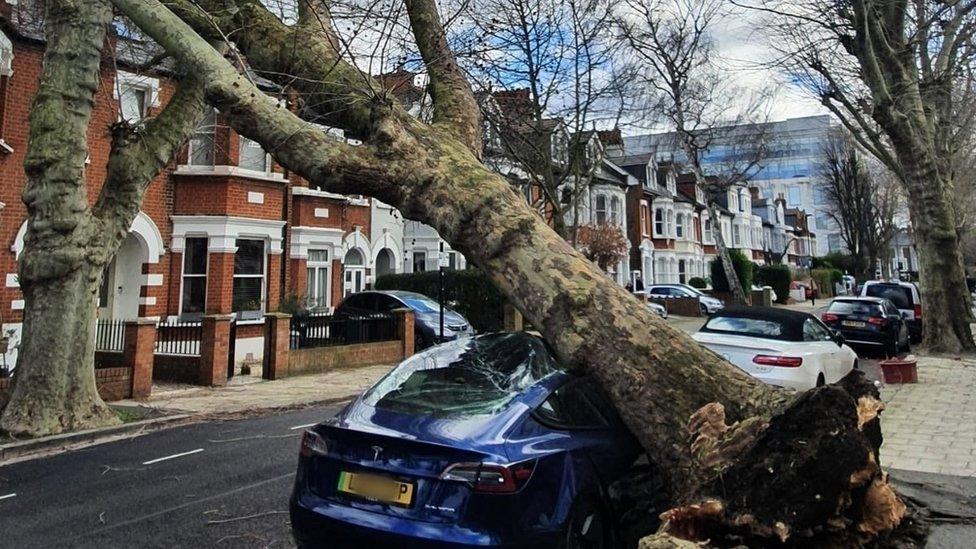 A fallen tree decimated the bonnet of a Tesla