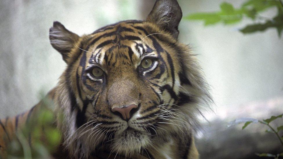 A Sumatran tiger