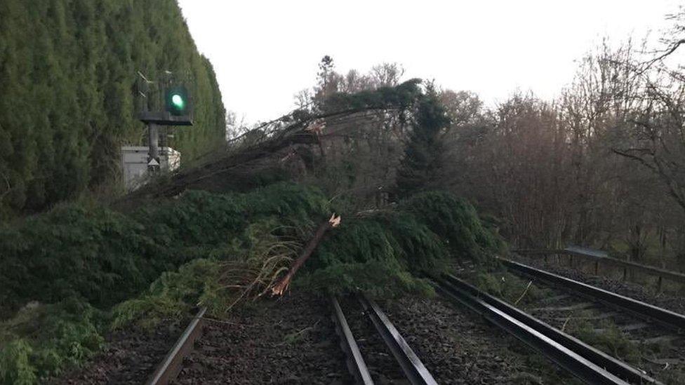 A tree on the train line between Dorking and Horsham