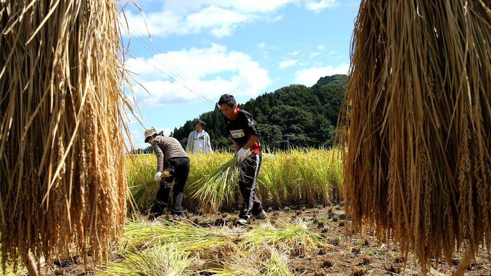 Japanese rice farmers uses sickles as they harvest rice in a paddy field on September 20, 2015 in Sayo, Japan