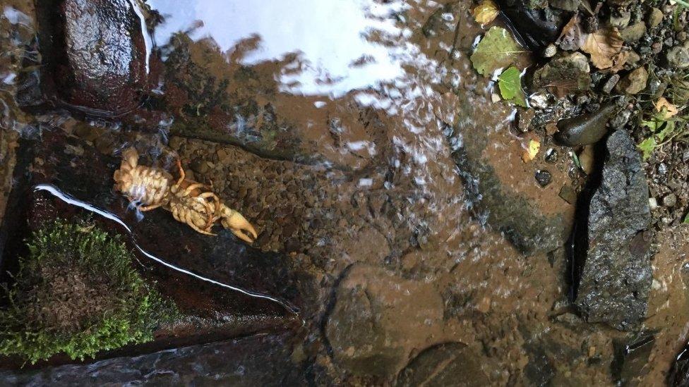 A dead crayfish