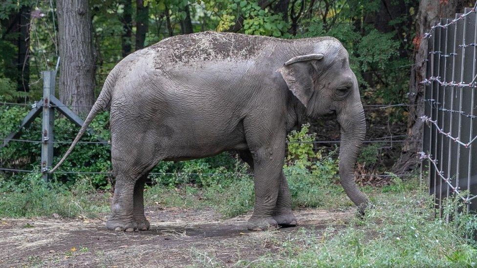 Happy the elephant