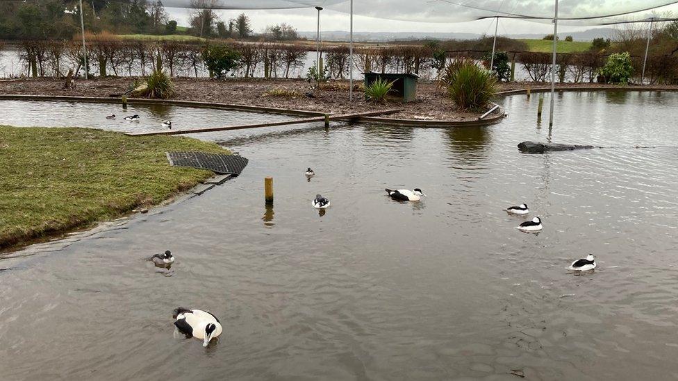 Castle Espie