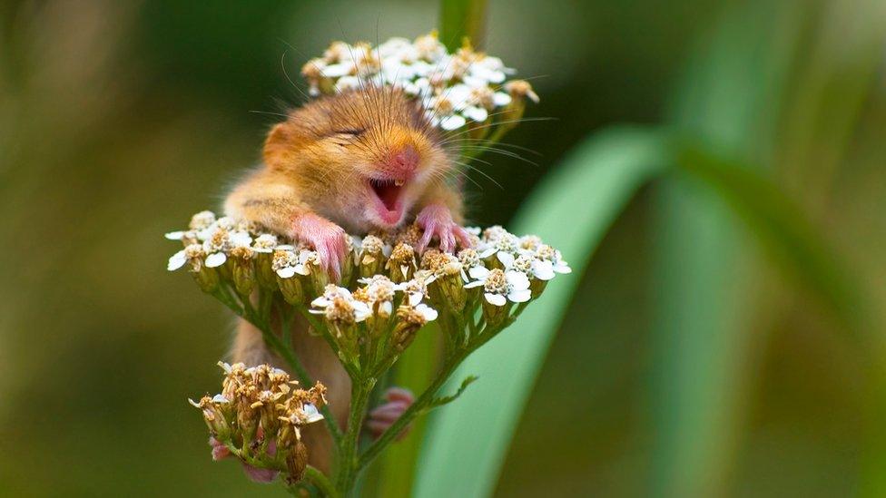 Dormouse sitting in flowers appears to be laughing