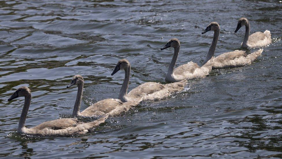 Swans swimming in a row on the Thames