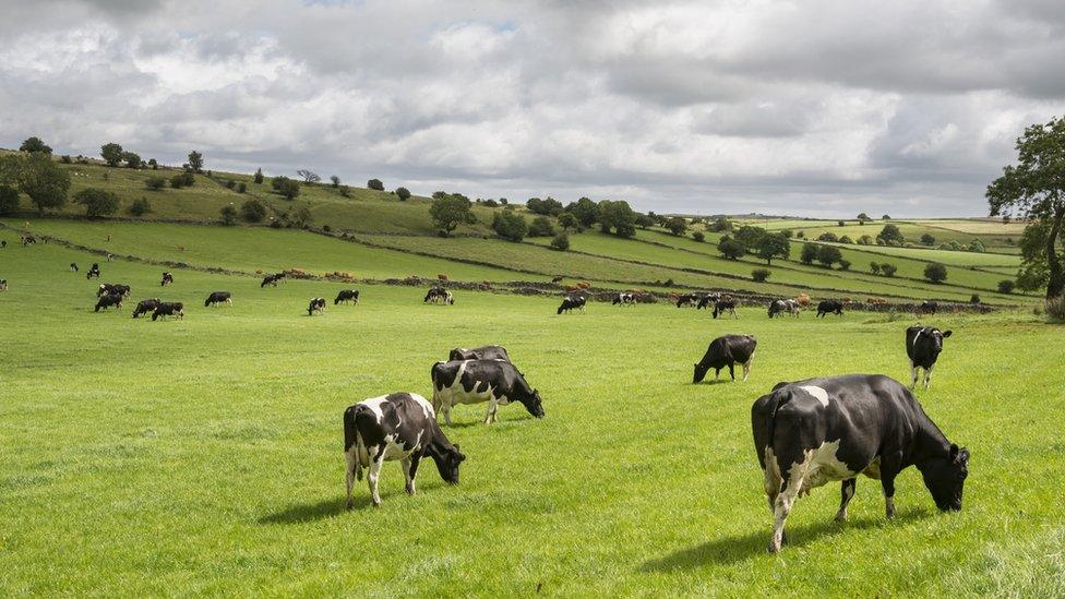 cows in a field.