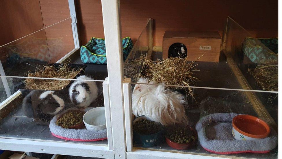 Guinea pigs