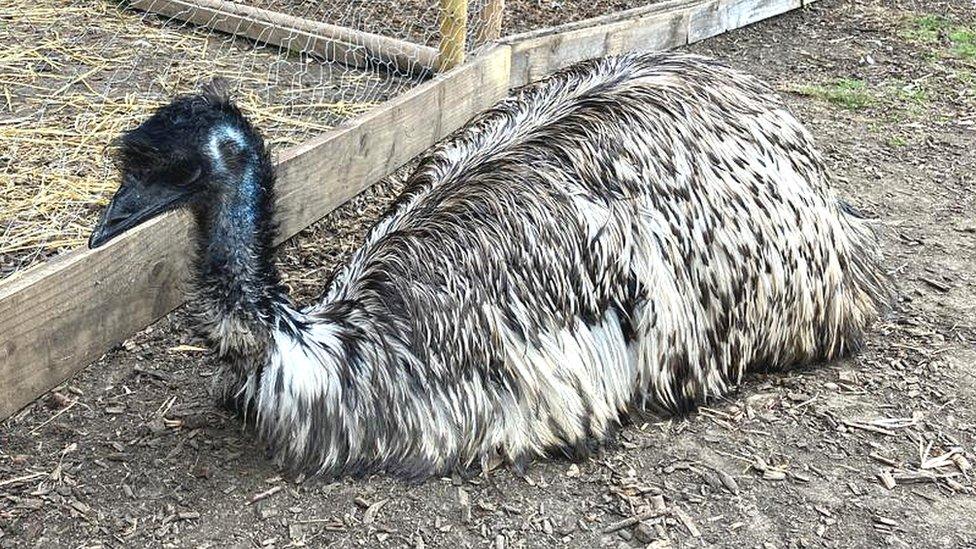 Emu at Malmesbury Animal Sanctuary