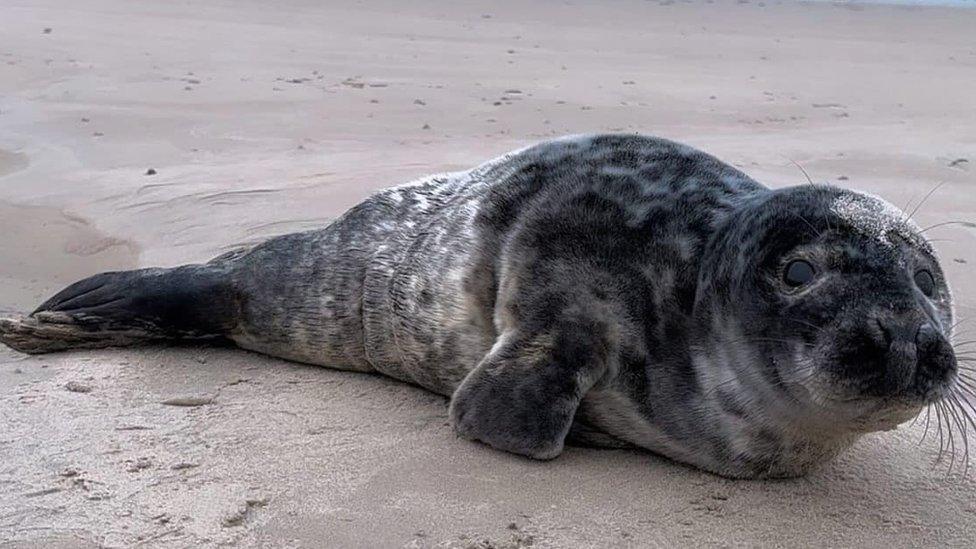 Seal on a beach