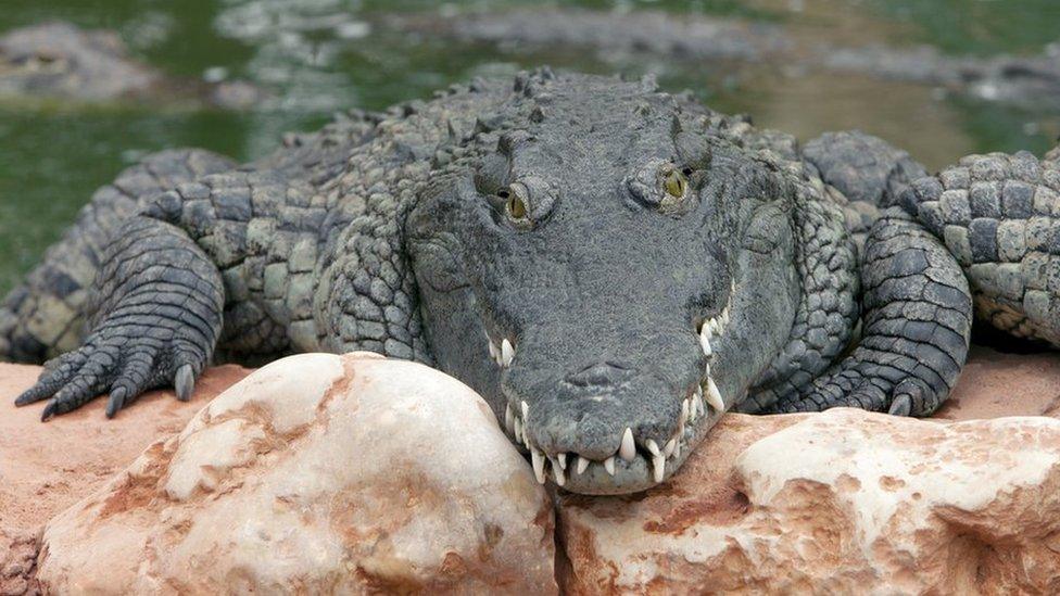 Nile crocodile