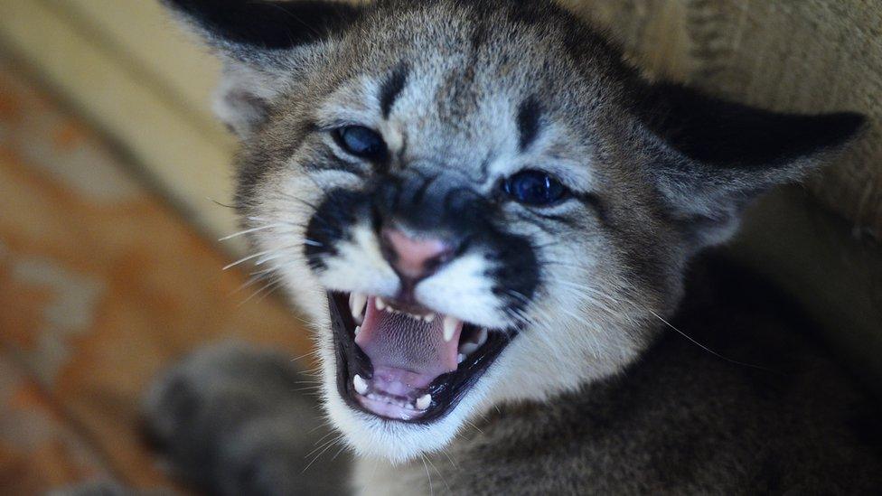 A puma