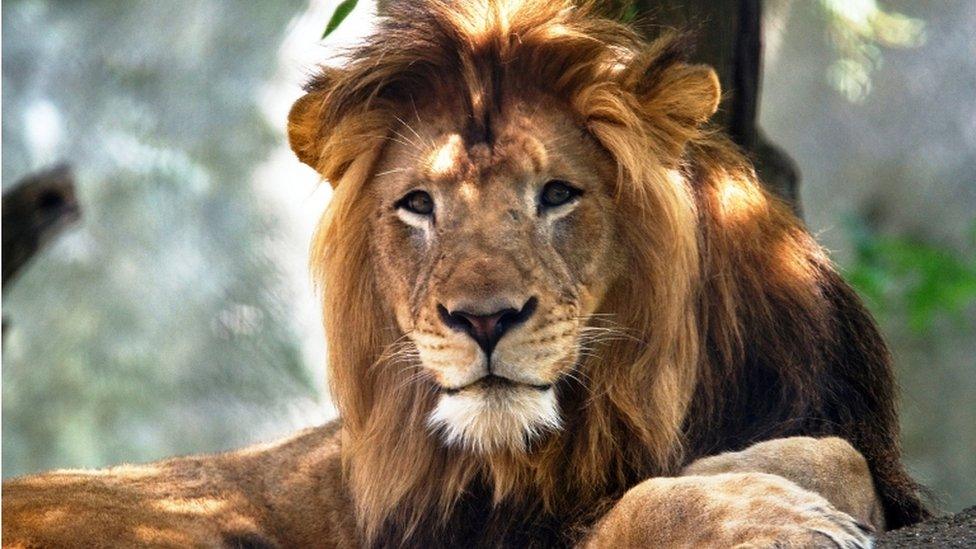 The Indianapolis Zoo"s adult male lion named Nyack, which died as the result of injuries inflicted by an adult female lion