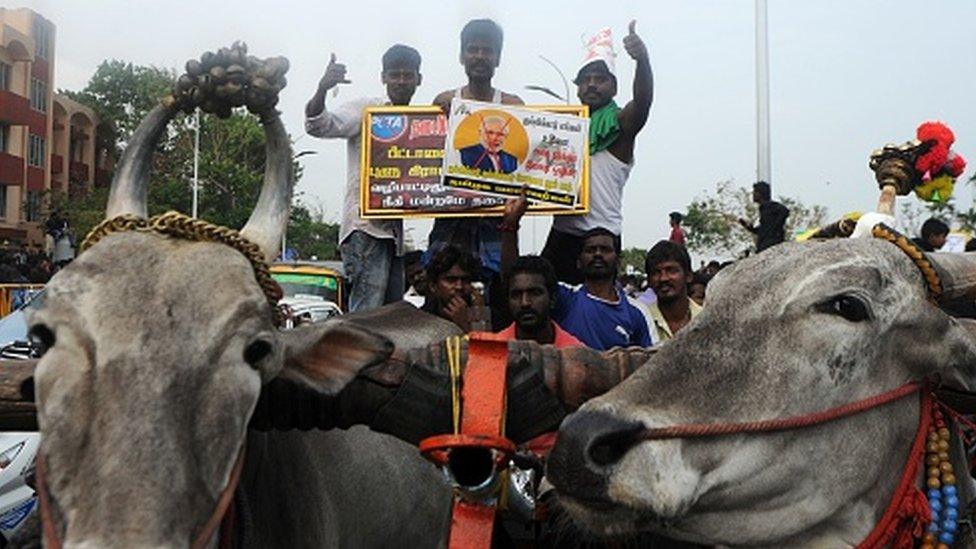 Protesters shout slogans beside bulls during a demonstration against the ban on the jallikattu in Chennai (20 January 2017)