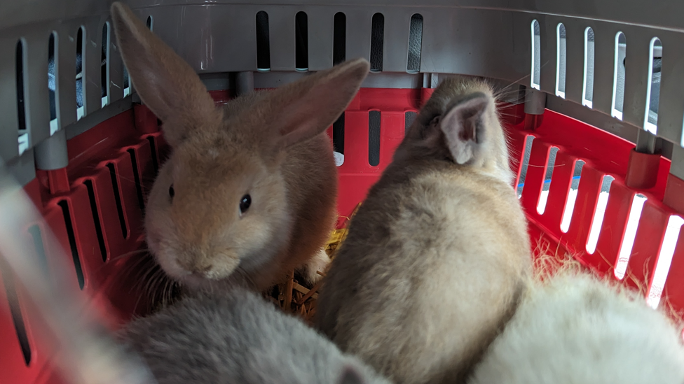 Rabbits in a box