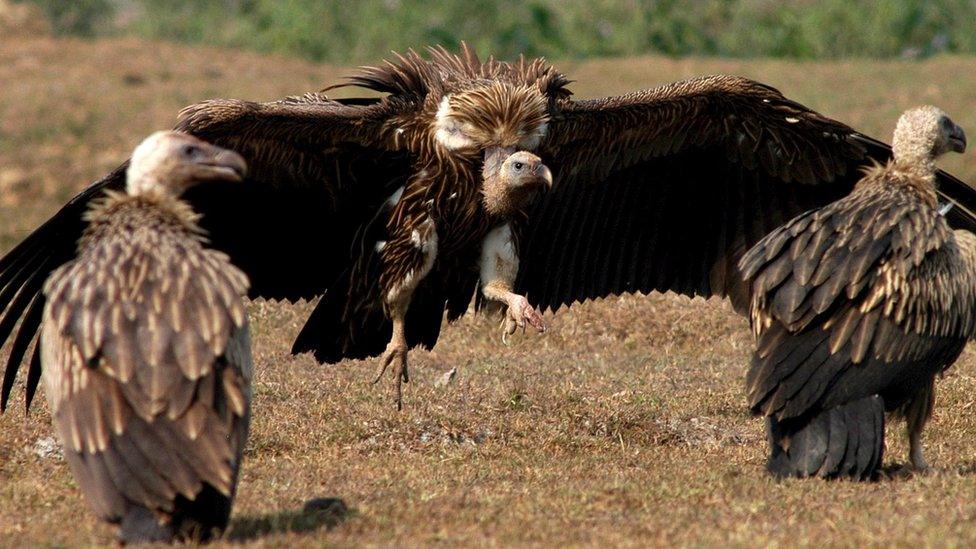 A group of white-backed vultures in northeast India