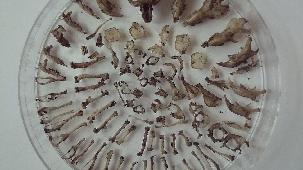 Barn owl pellet contents