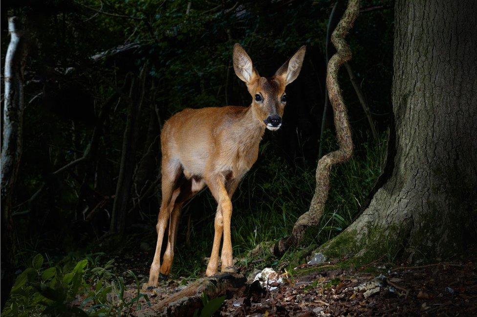 A young deer in the woods in England