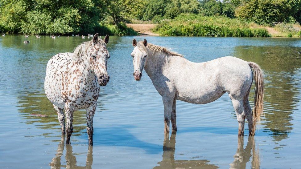 Horses trying to keep cool at Port Meadow