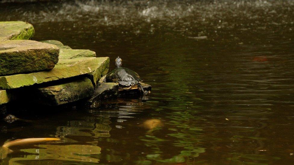 A terrapin basking