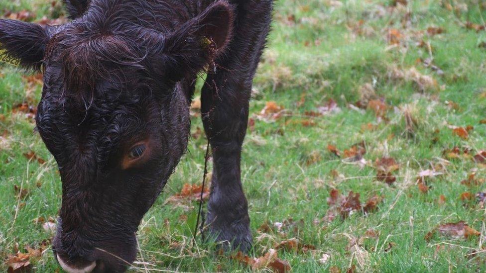 Cow grazing