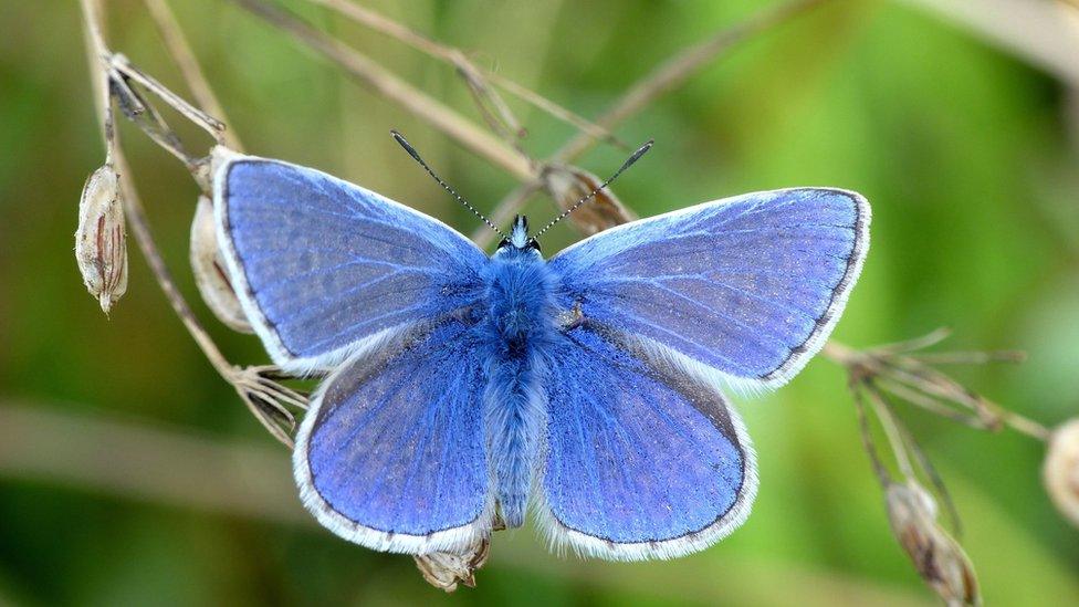 Common blue butterfly