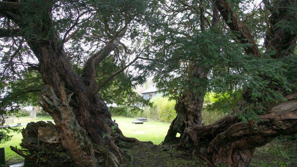 Ancient yew tree