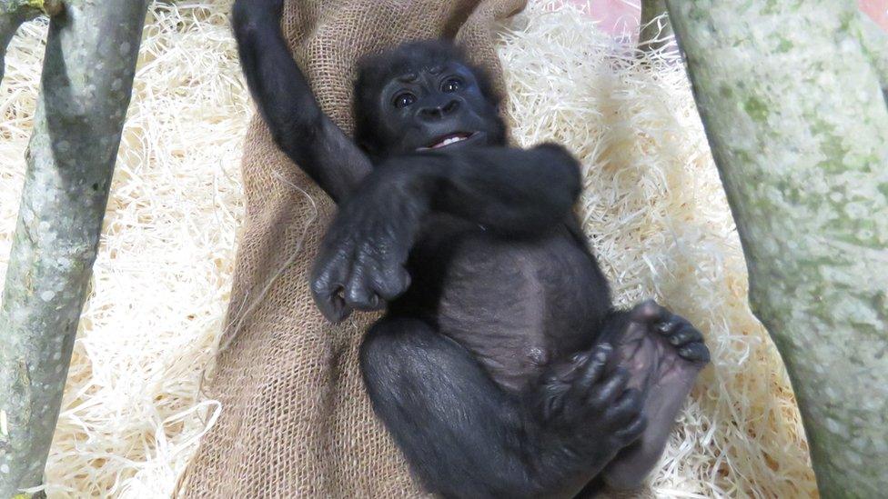 Afia under climbing frame