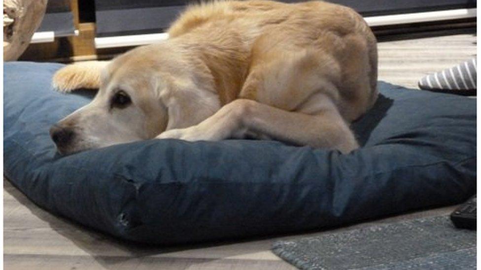 Quince resting on his cushion