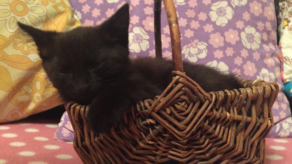 Black cat in basket