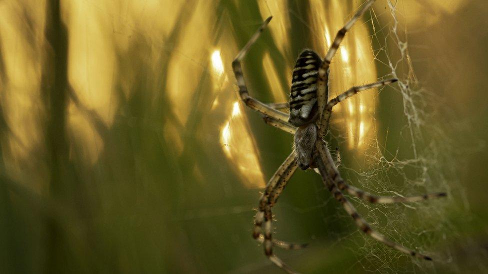 a spider hangs on a web