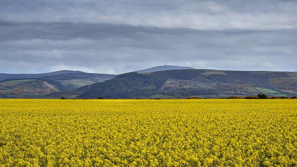 A rapeseed field in Jurby