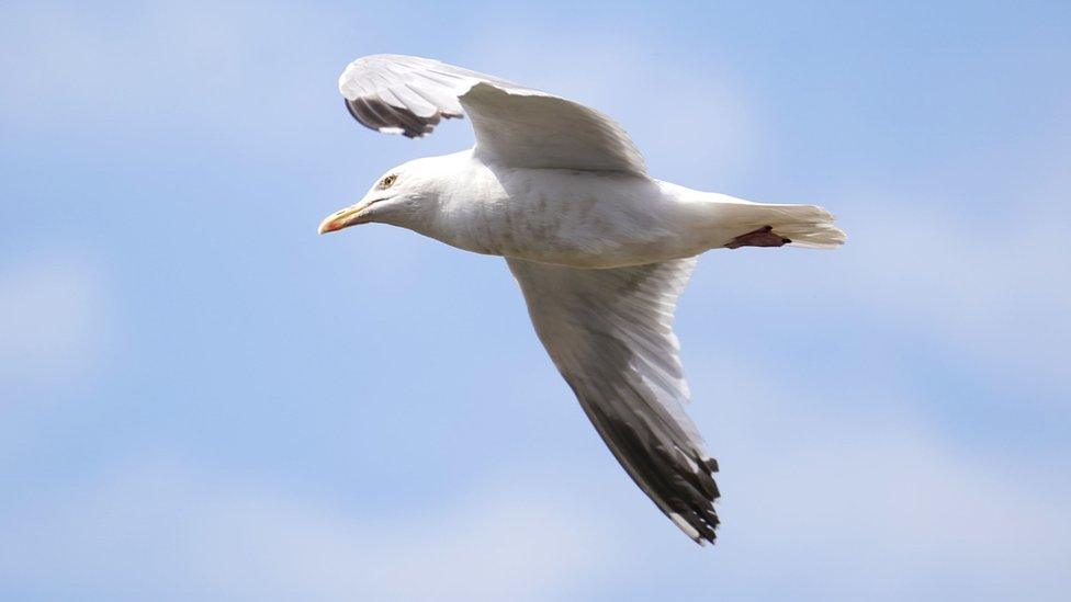 seagull flying