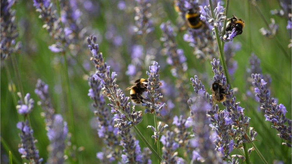 Bumblebees on lavender