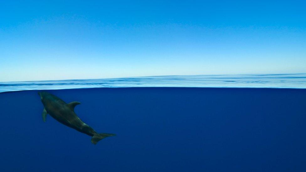 The 'Big Blue' is a vast oceanic desert in which a lone dolphin can travel for days, seeking out food or company, especially in the world's largest ocean, the Pacific. Filmed using Blue Planet II's bespoke camera housing, the Megadome.