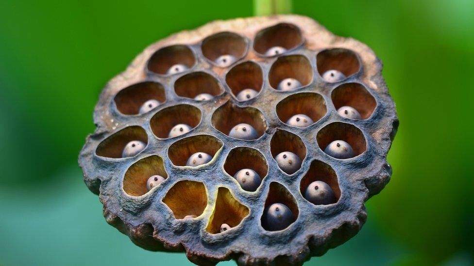 Lotus seed pods on an East Indian Lotus at Kenilworth Aquatic Gardens in Washington